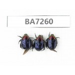Cetoniidae sp. China, Yunnan, Xiangerila, Mt.Daxueshan. 3Pcs. BA7260.