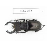 Lucanus fryi. China, Tibet, Linzhi, Motuo county. 1M. BA7267.