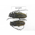 Cerambycidae sp. China, Yunnan, Nujiang, Fugong county. 2Pcs. BA7291.