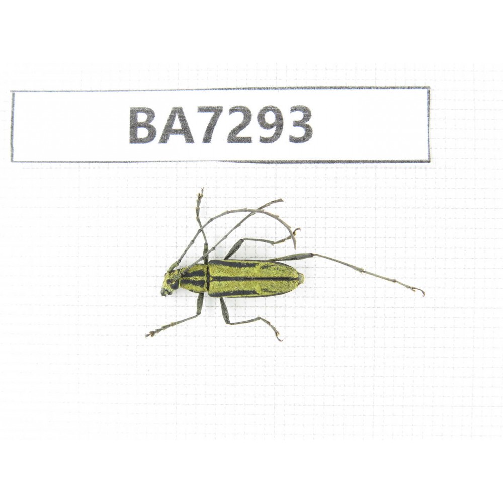Cerambycidae sp. China, Yunnan, Nujiang, N of Mt.Biluoxueshan. 1Pcs. BA7293.