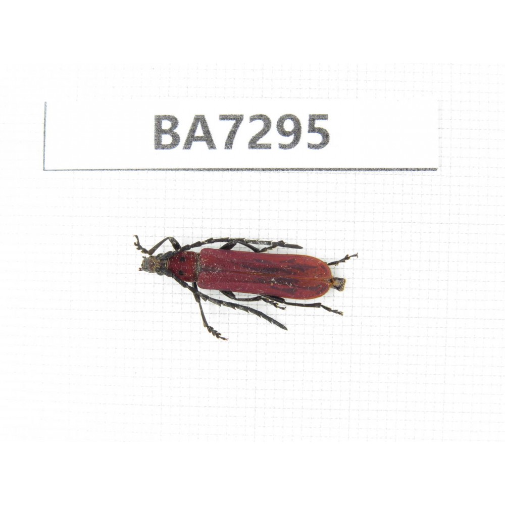 Cerambycidae sp. China, Yunnan, Nujiang, N of Mt.Biluoxueshan. 1Pcs. BA7295.