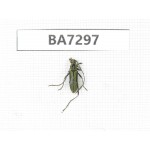 Cerambycidae sp. China, Yunnan, Nujiang, N of Mt.Biluoxueshan. 1Pcs. BA7297.