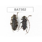 Cerambycidae sp. China, Yunnan, Nujiang, Fugong county. 2Pcs. BA7302.
