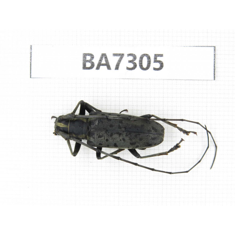 Cerambycidae sp. China, Yunnan, Nujiang, Fugong county. 1Pcs. BA7305.
