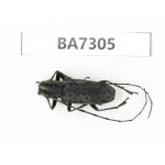 Cerambycidae sp. China, Yunnan, Nujiang, Fugong county. 1Pcs. BA7305.