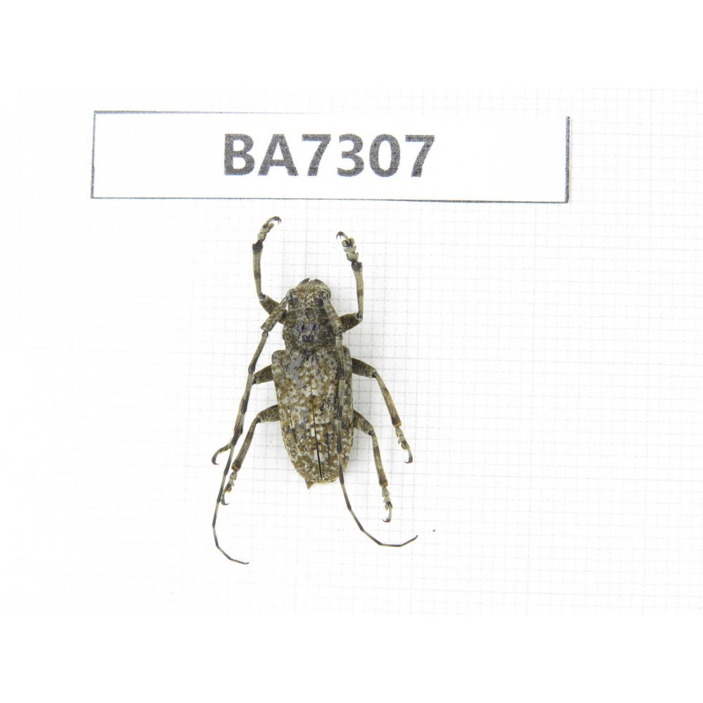 Cerambycidae sp. China, Yunnan, Dali, Jianchuan county. 1Pcs. BA7307.