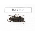 Cerambycidae sp. China, Yunnan, Dali, Jianchuan county. 1Pcs. BA7308.