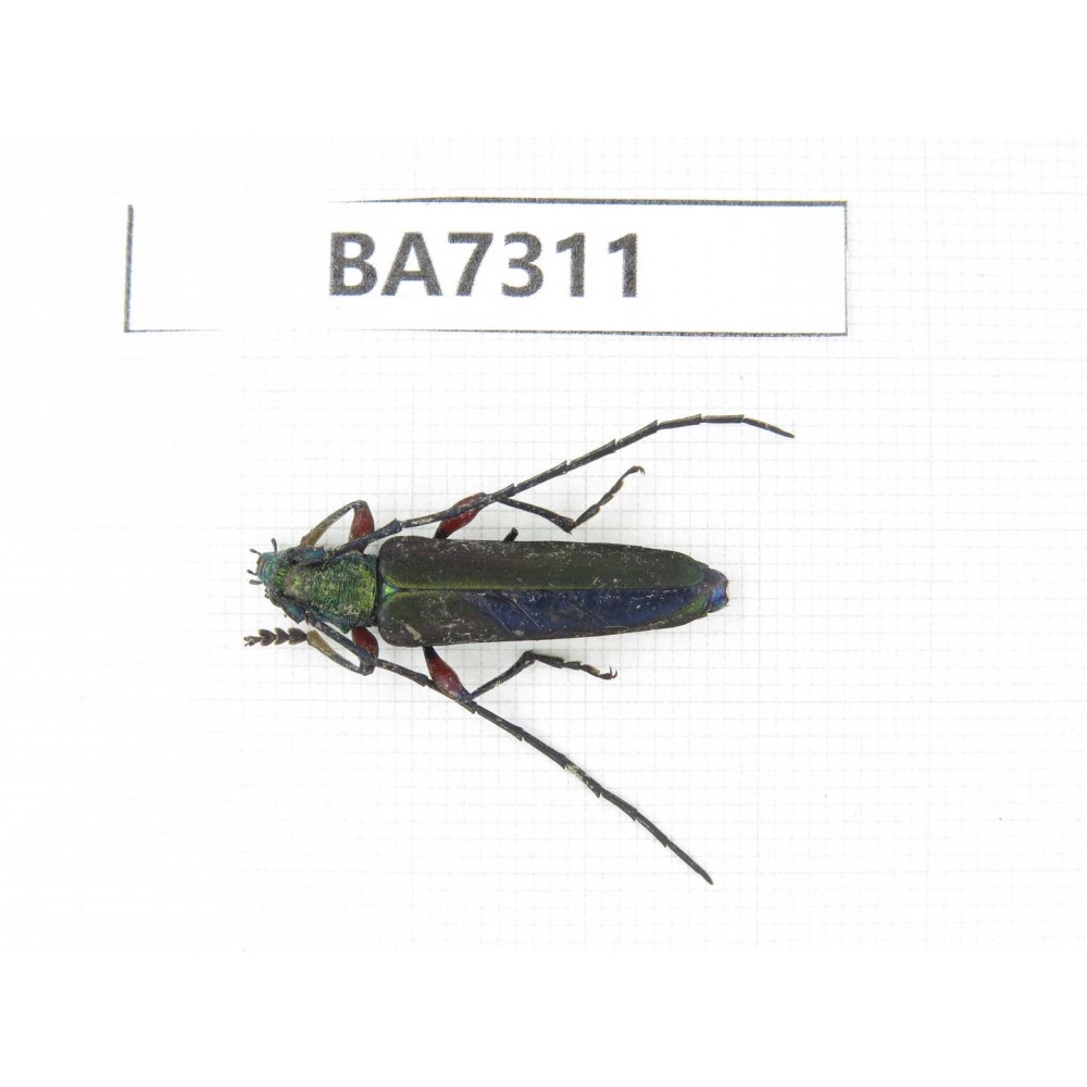 Cerambycidae sp. China, Yunnan, Nujiang, N of Mt.Biluoxueshan. 1Pcs. BA7311.
