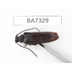 Cerambycidae sp. Myanmar, Kechin, Nanse. 1F. BA7329.