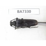 Cerambycidae sp. Myanmar, Kechin, Nanse. 1F. BA7330.