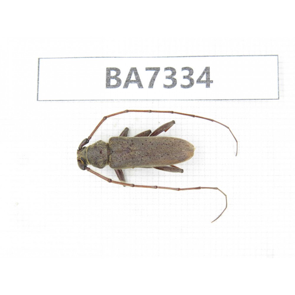 Cerambycidae sp. Myanmar, Kechin, Nanse. 1Pcs. BA7334.