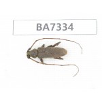 Cerambycidae sp. Myanmar, Kechin, Nanse. 1Pcs. BA7334.