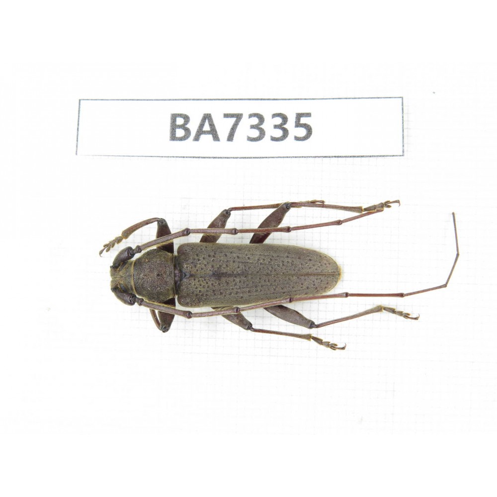 Cerambycidae sp. Myanmar, Kechin, Nanse. 1Pcs. BA7335.