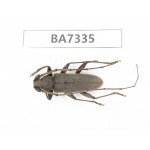 Cerambycidae sp. Myanmar, Kechin, Nanse. 1Pcs. BA7335.