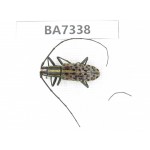 Cerambycidae sp. Myanmar, Kechin, Nanse. 1Pcs. BA7338.