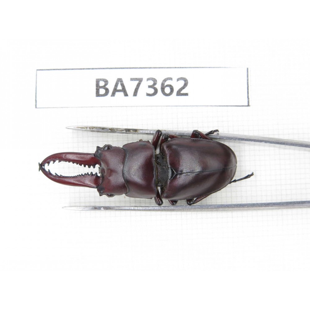 Prosopocoilus sp. Myanmar, Kechin, Nanse. 1M. BA7362.