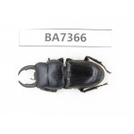 Dorcus sp. Myanmar, Kechin, Nanse. 1M. BA7366.