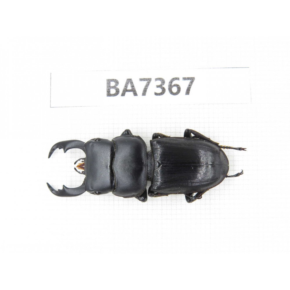 Dorcus sp. Myanmar, Kechin, Nanse. 1M. BA7367.