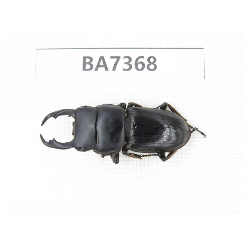 Dorcus sp. Myanmar, Kechin, Nanse. 1M. BA7368.