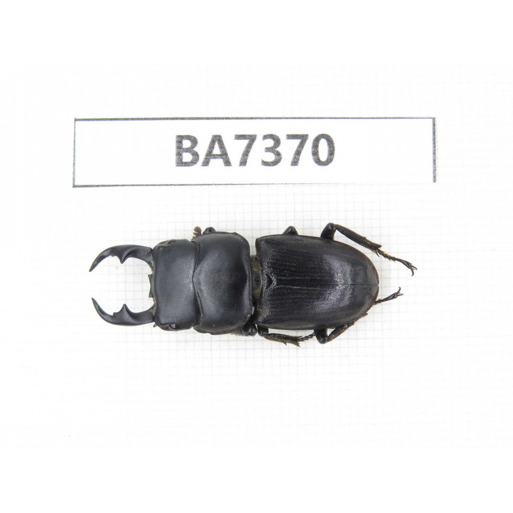 Dorcus sp. Myanmar, Kechin, Nanse. 1M. BA7370.