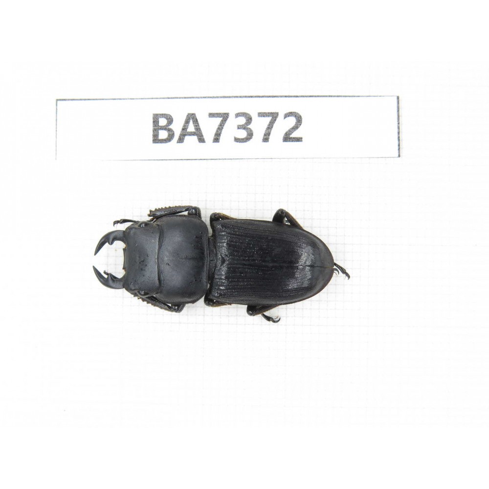 Dorcus sp. Myanmar, Kechin, Nanse. 1M. BA7372.