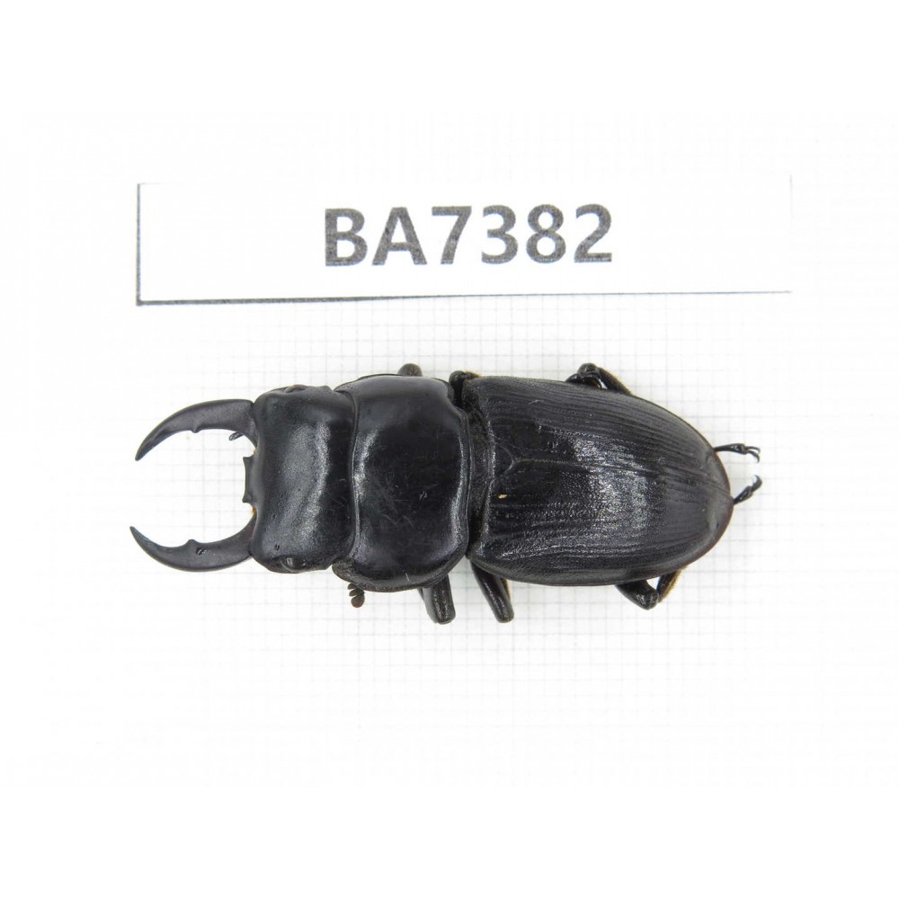 Dorcus sp. Myanmar, Kechin, Nanse. 1M. BA7382.