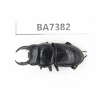 Dorcus sp. Myanmar, Kechin, Nanse. 1M. BA7382.