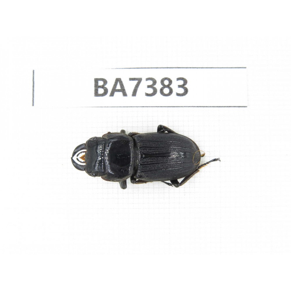 Dorcus sp. Myanmar, Kechin, Nanse. 1M. BA7383.