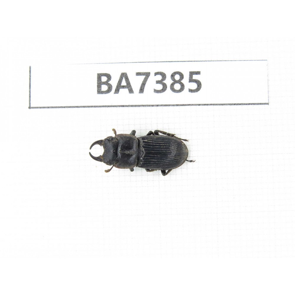 Aegus sp. Myanmar, Kechin, Nanse. 1M. BA7385.