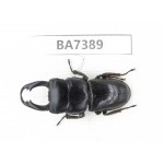 Dorcus sp. Myanmar, Kechin, Nanse. 1M. BA7389.