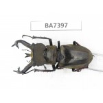 Lucanus tibetanus ssp. Myanmar, Kechin, Nanse. 1M. BA7397.