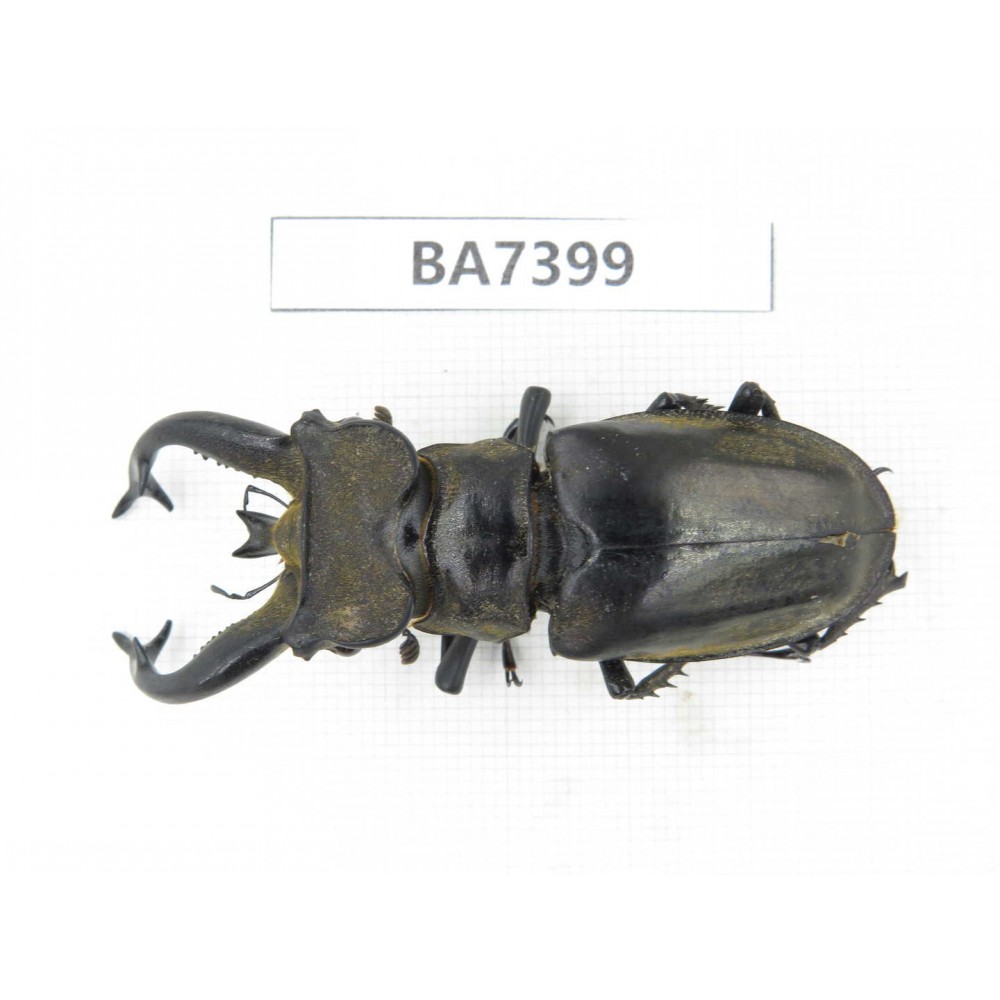 Lucanus tibetanus ssp. Myanmar, Kechin, Nanse. 1M. BA7399.