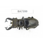 Lucanus tibetanus ssp. Myanmar, Kechin, Nanse. 1M. BA7399.