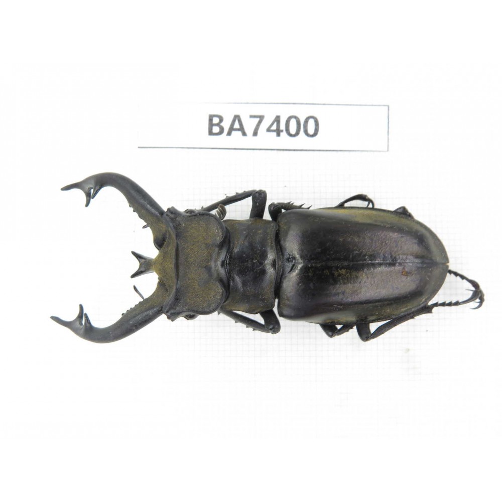 Lucanus tibetanus ssp. Myanmar, Kechin, Nanse. 1M. BA7400.