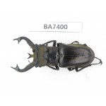 Lucanus tibetanus ssp. Myanmar, Kechin, Nanse. 1M. BA7400.