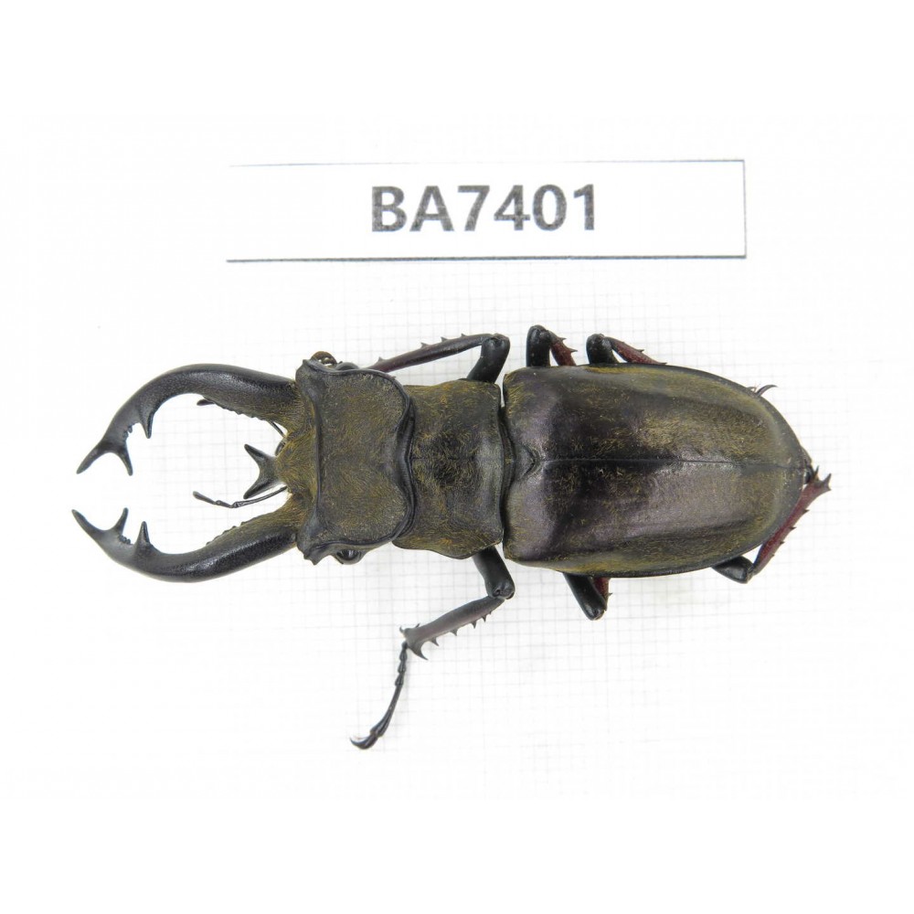 Lucanus tibetanus ssp. Myanmar, Kechin, Nanse. 1M. BA7401.