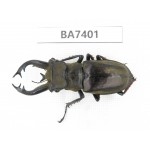 Lucanus tibetanus ssp. Myanmar, Kechin, Nanse. 1M. BA7401.