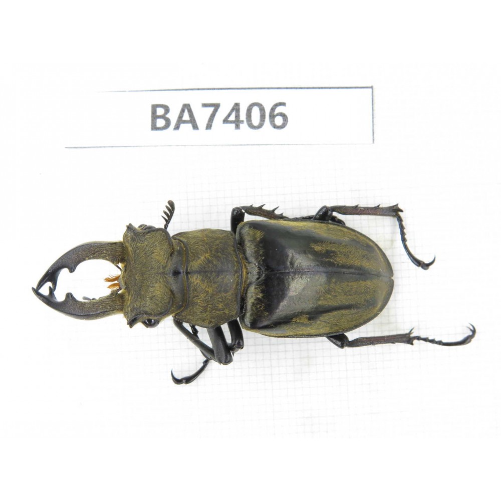 Lucanus tibetanus ssp. Myanmar, Kechin, Nanse. 1M. BA7406.