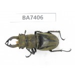 Lucanus tibetanus ssp. Myanmar, Kechin, Nanse. 1M. BA7406.