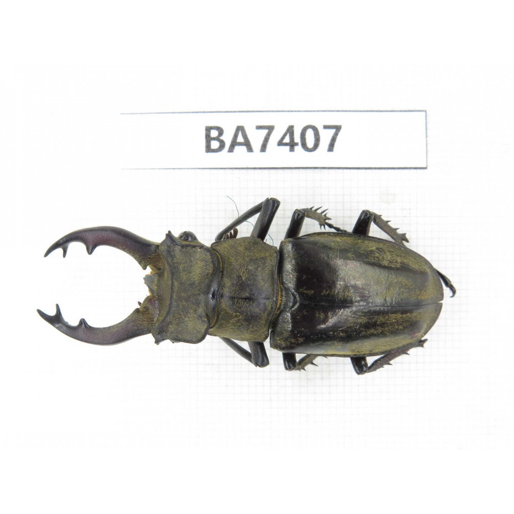 Lucanus nangsara. Myanmar, Kechin, Nanse. 1M. BA7407.
