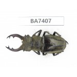 Lucanus nangsara. Myanmar, Kechin, Nanse. 1M. BA7407.