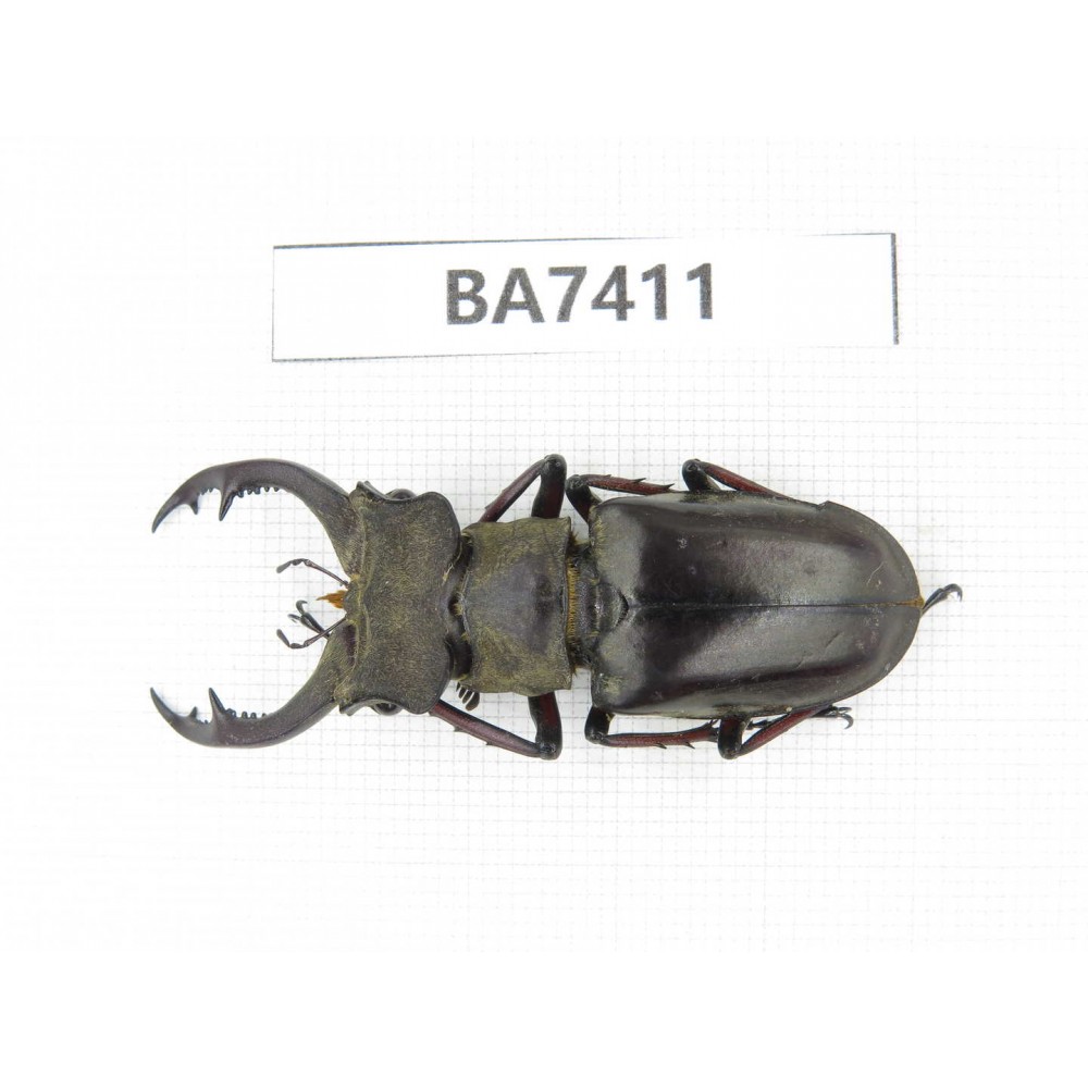 Lucanus sp. Myanmar, Kechin, Nanse. 1M. BA7411.
