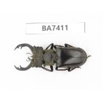 Lucanus sp. Myanmar, Kechin, Nanse. 1M. BA7411.