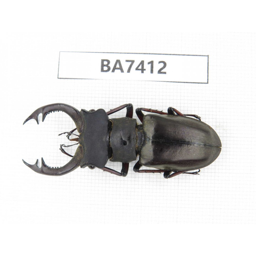 Lucanus prossi. Myanmar, Kechin, Nanse. 1M. BA7412.