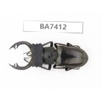 Lucanus prossi. Myanmar, Kechin, Nanse. 1M. BA7412.