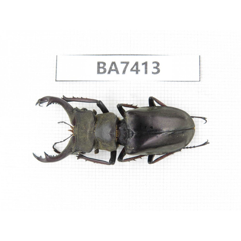 Lucanus sp. Myanmar, Kechin, Nanse. 1M. BA7413.