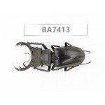 Lucanus sp. Myanmar, Kechin, Nanse. 1M. BA7413.