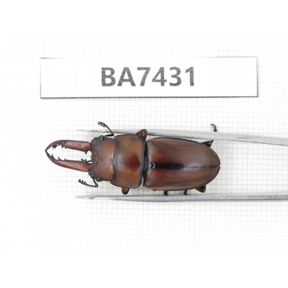 Prosopocoilus sp. China, Guizhou, Tongren, Mt.Fanjingshan. 1M. BA7431.
