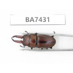 Prosopocoilus sp. China, Guizhou, Tongren, Mt.Fanjingshan. 1M. BA7431.