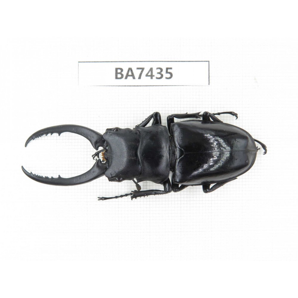 Prosopocoilus sp. China, Guizhou, Qiandongnan, Taijiang county. 1M. BA7435.